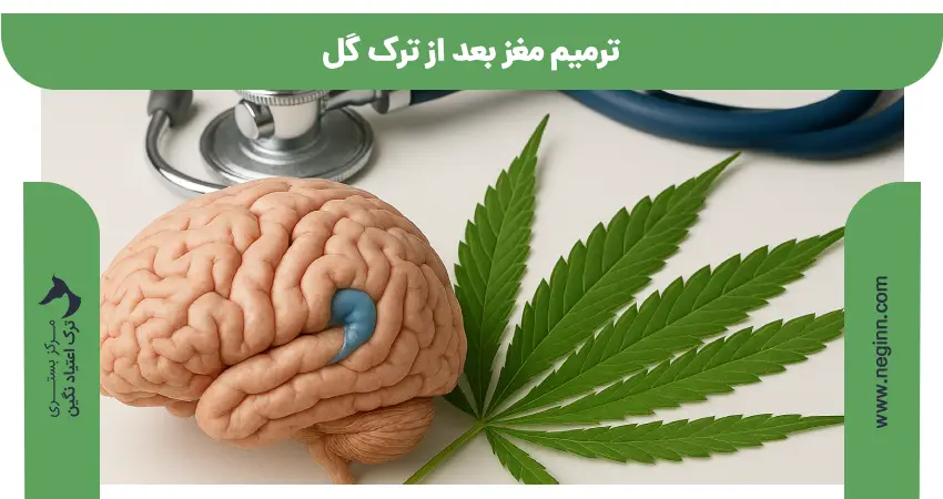 ترمیم مغز بعد از ترک گل