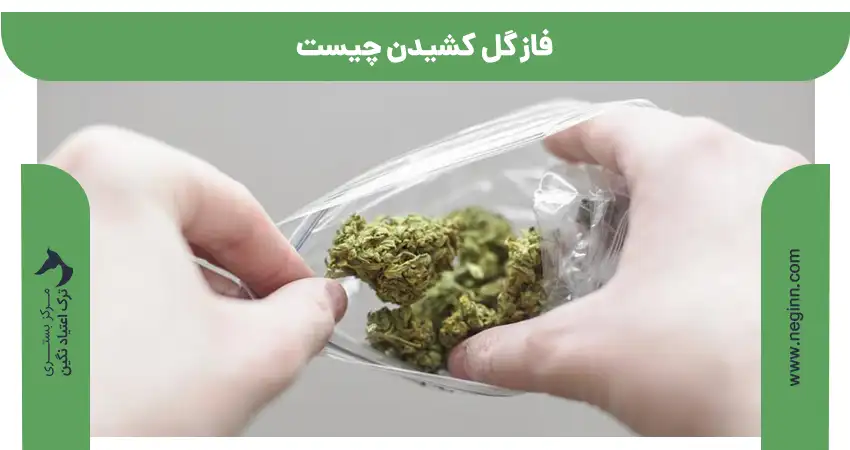 فاز گل کشیدن چیست