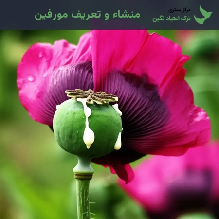 منشاء و تعریف مورفین