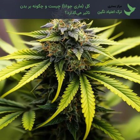 گل (ماری جوانا) چیست و چگونه بر بدن تاثیر می‌گذارد؟