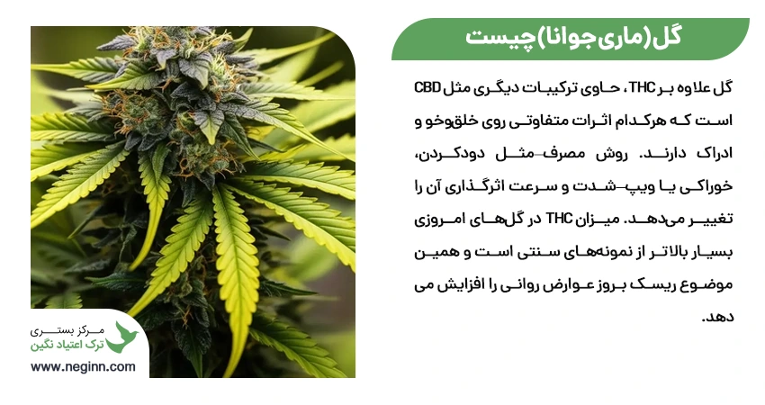 گل (ماری جوانا) چیست و چگونه بر بدن تأثیر می‌گذارد؟