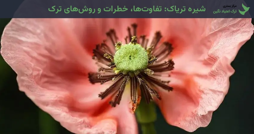 شیره تریاک: تفاوت‌ها، خطرات و روش‌های ترک