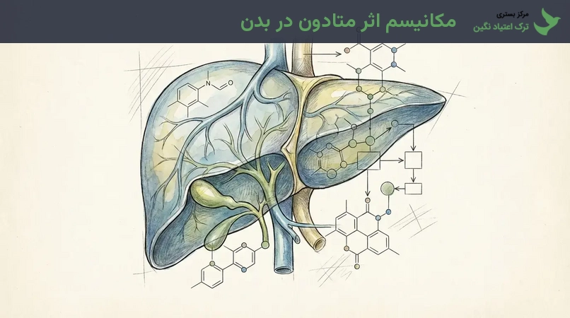 مکانیسم اثر متادون در بدن
