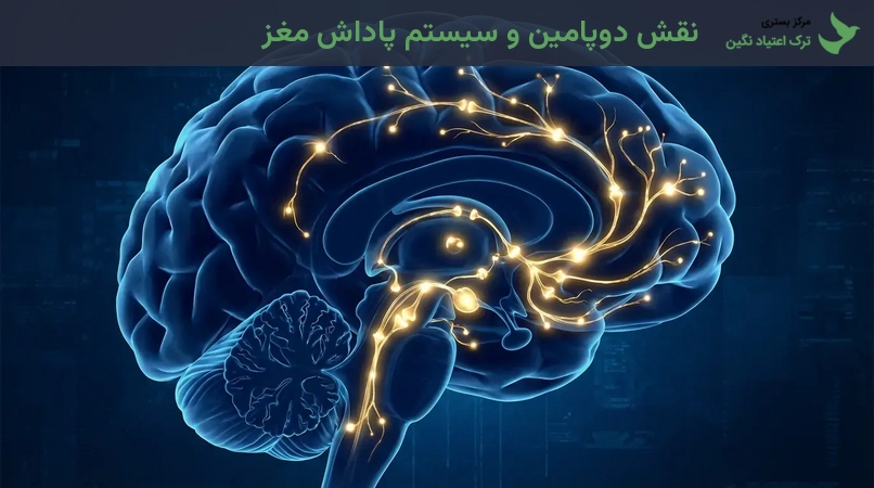 نقش دوپامین و سیستم پاداش مغز