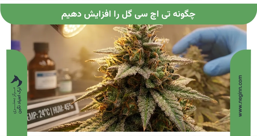 چگونه تی اچ سی گل را افزایش دهیم