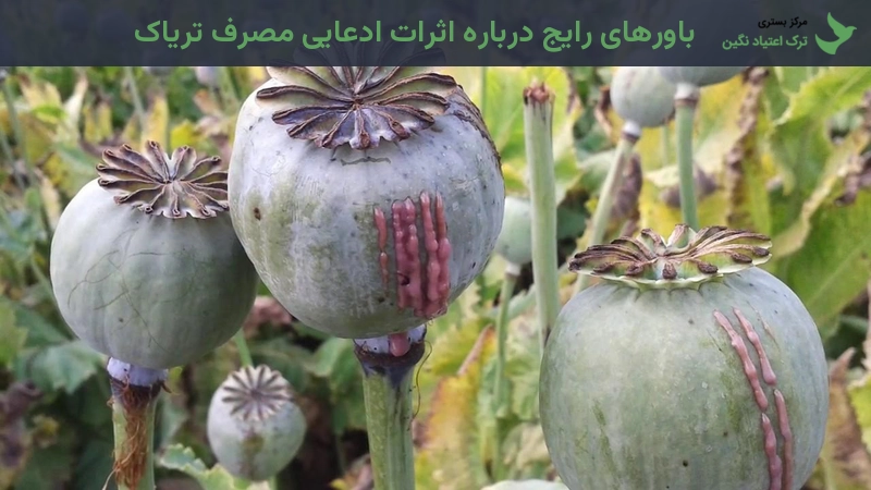 باورهای رایج درباره اثرات ادعایی مصرف تریاک