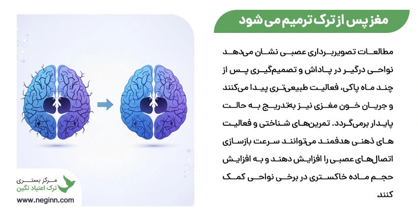 آیا مغز پس از ترک شیشه واقعاً ترمیم می شود؟ درک نوروپلاستیسیته