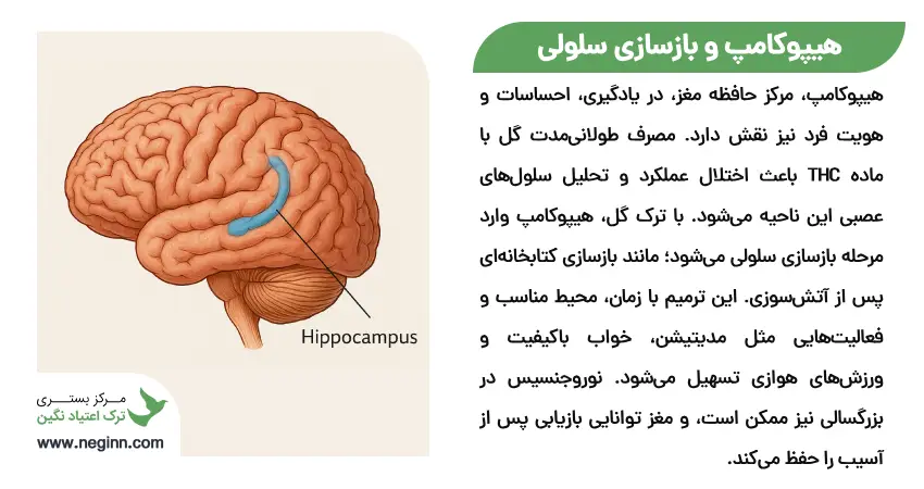 هیپوکامپ و بازسازی سلولی