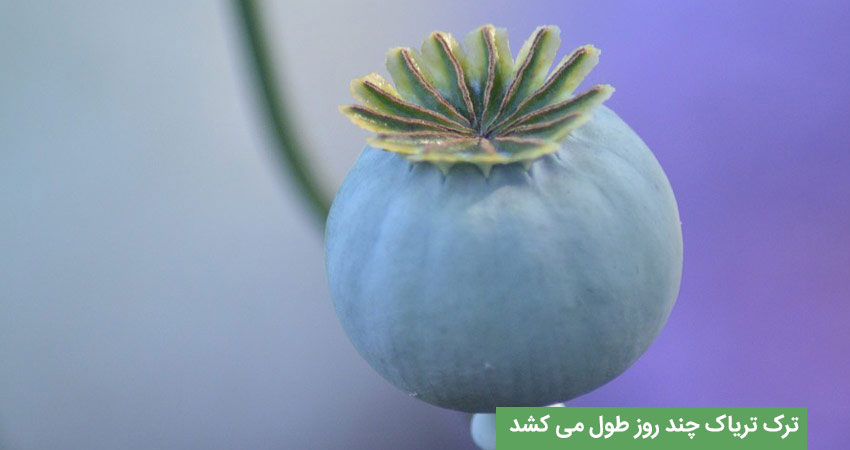 برای ترک اعتیاد تریاک چه مدت باید زمان بگذاریم؟