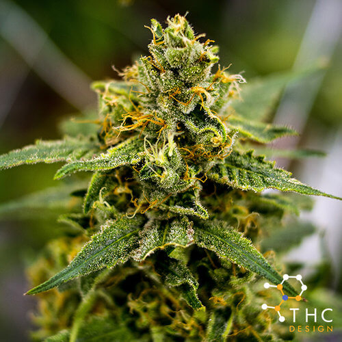 تی اچ سی THC ماریجوانا گل حشیش