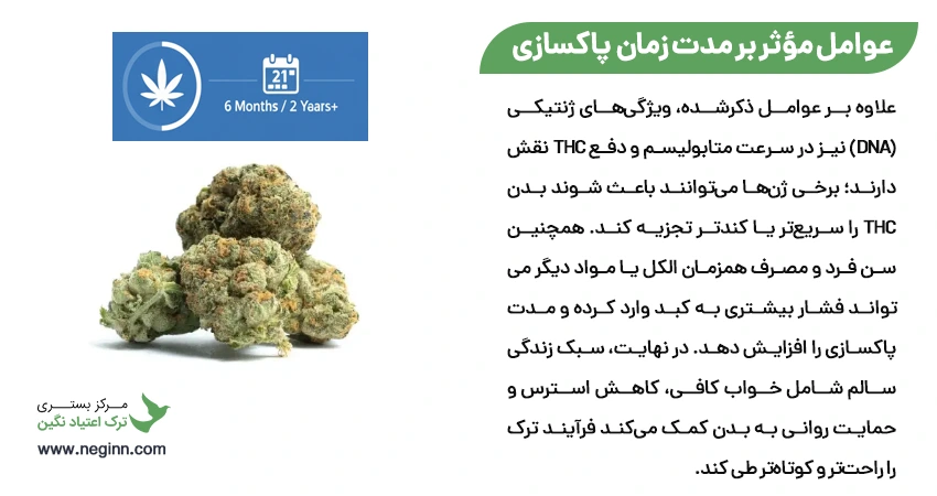 عوامل مؤثر بر مدت زمان ترک و پاکسازی بدن از THC