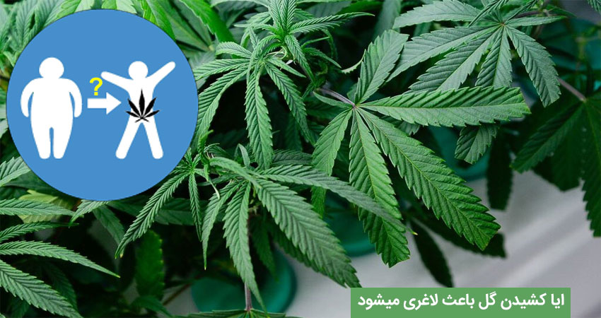 بررسی عوارض مصرف گل بر وزن