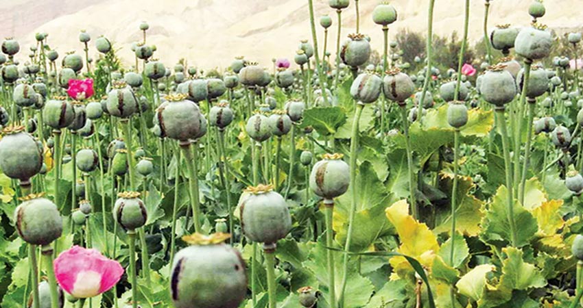 ترک تریاک در بیمارستان ترک اعتیاد نگین با روشهای اصولی
