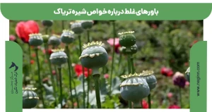 باورهای غلط درباره خواص شیره تریاک
