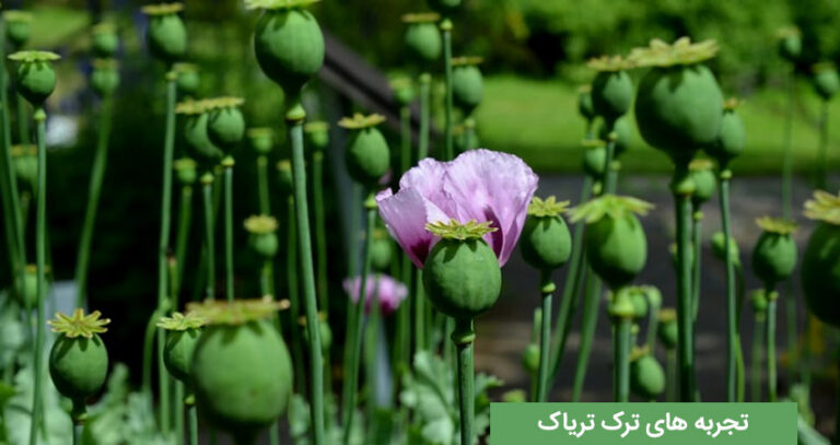 تجربه معتادان ترک کرده