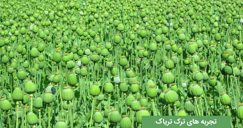تجربه ترک شیره تریاک