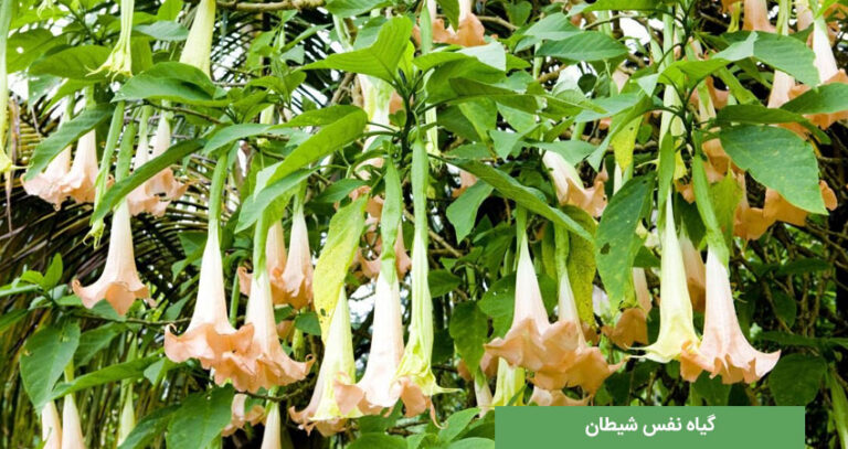 گیاه نفس شیطان