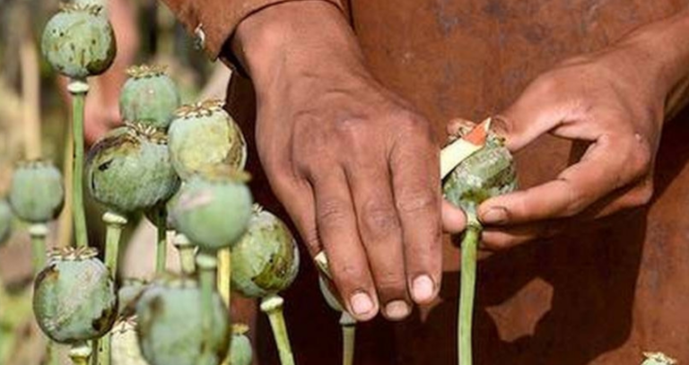 شیره چند روز در بدن می‌ماند؟