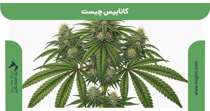 کانابیس چیست